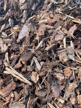 Medium_Bark