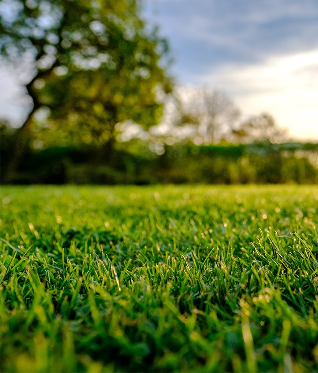 From Our Fields to Your Home—Premium Sod for Every Lawn!
